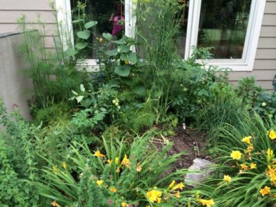 5 Tips for a More Productive Garden Image